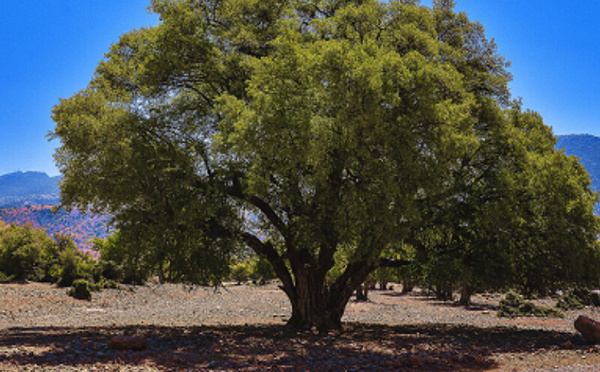معرض شجرة الأرݣان الدولي بأكادير يحتفي بالتراث الطبيعي والثقافي للمغرب