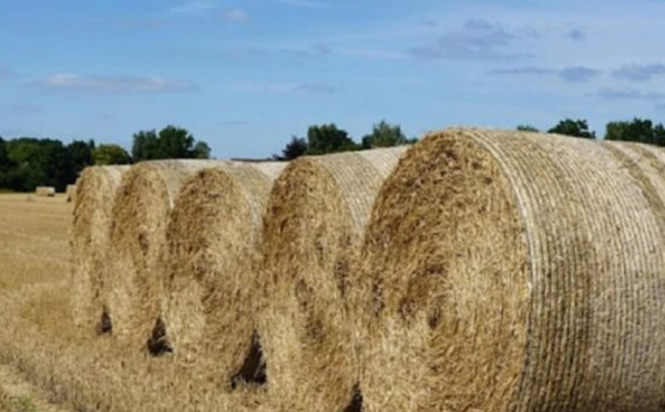 المغرب والبرازيل يوقعان اتفاقًا لتصدير كميات كبيرة من التبن للأعلاف
