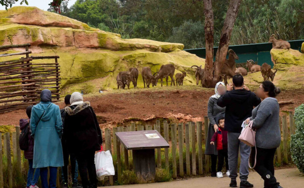 بعد سنوات من الإغلاق.. حديقة الحيوانات عين السبع تفتح أبوابها للبيضاويين