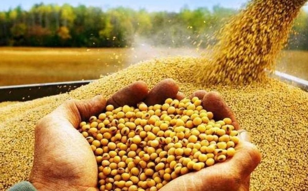 المغرب يعزز وارداته من فول الصويا الأمريكي مع ارتفاع الصادرات إلى 102 ألف طن