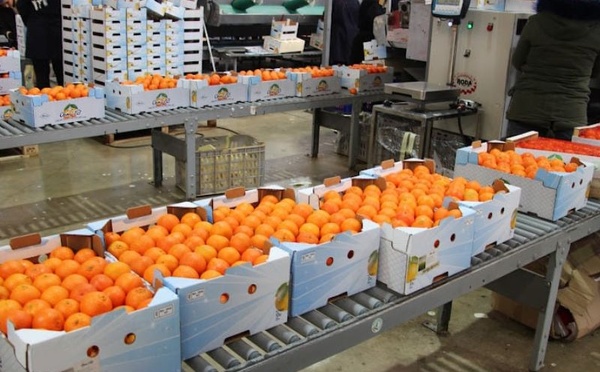 صادرات اليوسفي المغربي إلى روسيا ترتفع بشكل قياسي في 2025