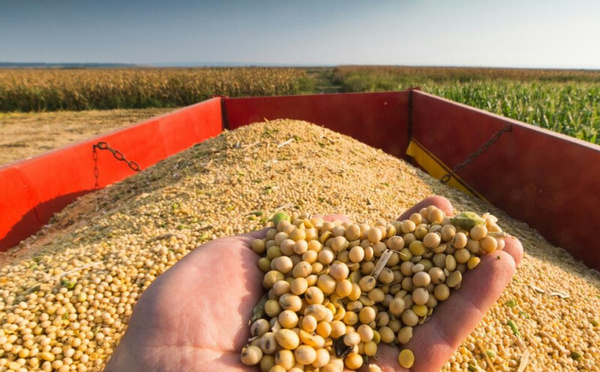 مبيعات فول الصويا الأمريكية إلى المغرب ترتفع إلى 102 ألف طن خلال الموسم الحالي