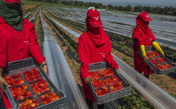 إسبانيا توظف 25 ألف عامل موسمي من خارج الاتحاد الأوروبي والمغرب في الصدارة