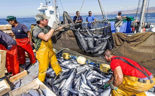 رقمنة قطاع الصيد البحري : رهان جديد لتنظيم السوق وحماية الثروة السمكية