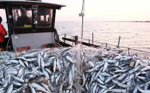 زكية الدريوش تمنع تصدير السردين المجمد لمدة سنة لتعزيز استقرار الأسعار خلال رمضان