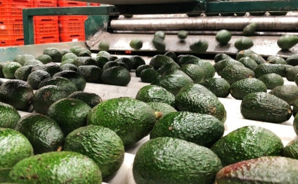 المغرب يوسع صادراته الزراعية لأوروبا.. والأفوكادو يتصدر القائمة