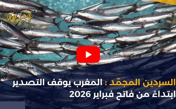 السردين المجمّد : المغرب يوقف التصدير ابتداءً من فاتح فبراير 2026