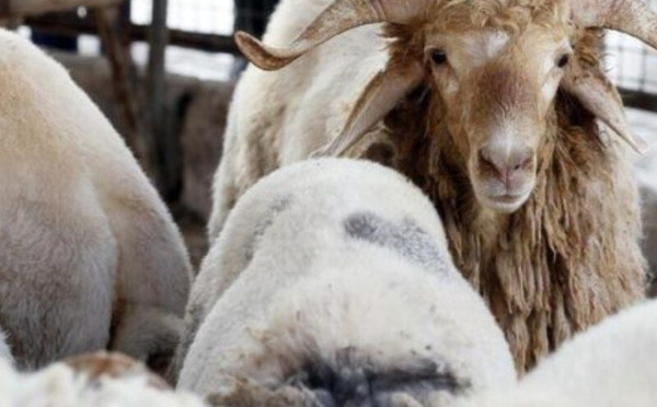 استيراد الأضاحي… معالجة ظرفية لأزمة بنيوية في الجزائر