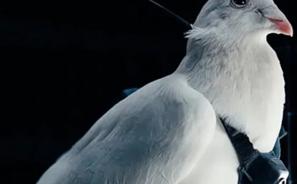 علماء روس يحوّلون الحمام إلى "بيودرون" ويفتحون آفاقًا جديدة للمراقبة والبحث العلمي