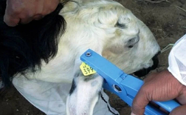 وزارة الفلاحة تنهي عملية ترقيم 32,3 مليون رأس ماشية