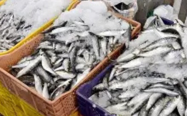 المغرب يفرض حظرًا مؤقتًا على تصدير السردين لضمان استقرار السوق المحلي