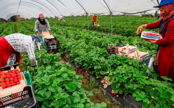 وصول 420 عاملة مغربية إلى هويلفا ضمن موسم فلاحي سيستقبل 21.496 عاملاً من 8 دول