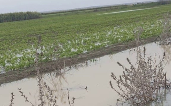 التساقطات الغزيرة تهدد المحاصيل الزراعية بجهة طنجة وأزمة وشيكة للشمندر السكري