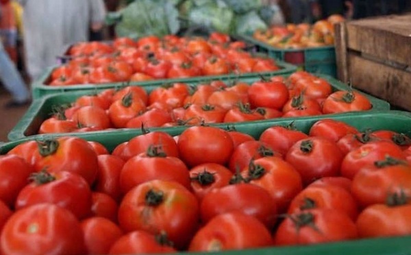 تقنيات حديثة وزراعات محمية تدفع المغرب للصدارة في الطماطم