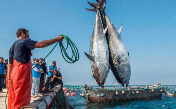 مفرغات الصيد البحري بميناء المضيق ترتفع بـ39 في المائة