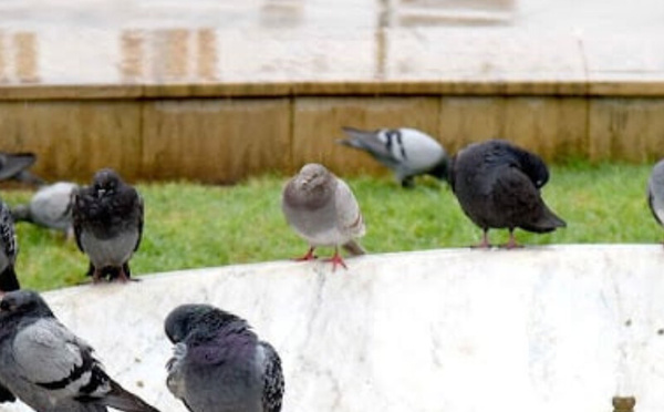 تساقطات مطرية متفاوتة بالمملكة خلال الـ 24 ساعة الماضية