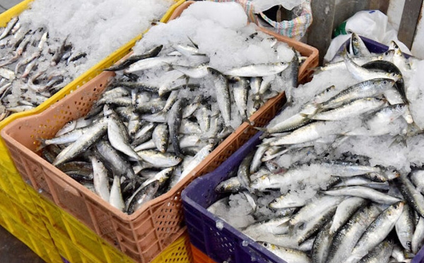 إجراءات عاجلة لضمان توفر السردين في رمضان.. تفعيل “الحوت بثمن معقول” ومنع التصدير