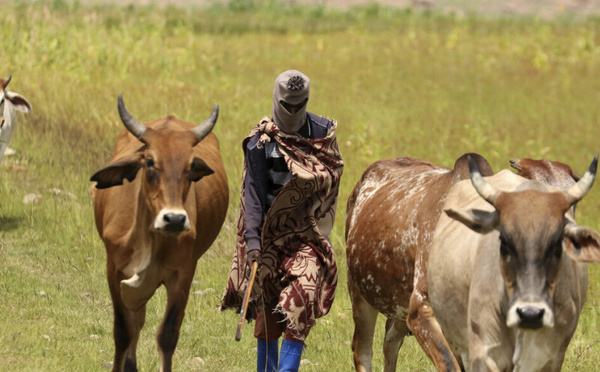 الحمى القلاعية تضرب جنوب إفريقيا : إصابة 261 ألف رأس ماشية وخاوتنغ في قلب الأزمة