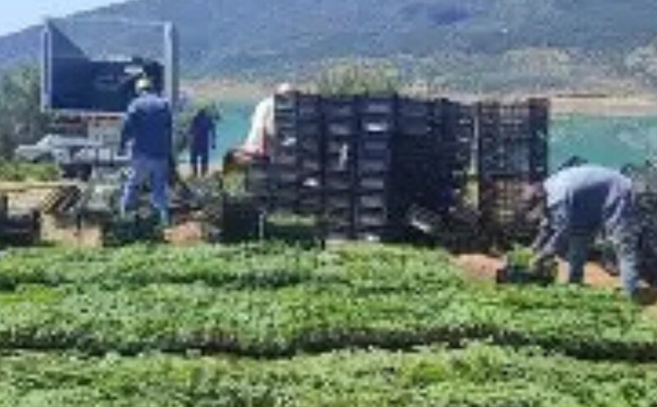 شفشاون تحتضن أول وحدة مغربية لتحويل القنب الطبي باستثمار 145 مليون درهم