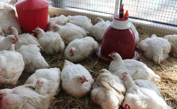 قطاع تربية الدواجن والماشية بالمغرب يواجه أزمة في تزويد الأعلاف بسبب تأخر تفريغ البواخر