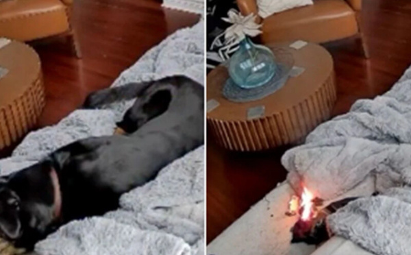 كلبة تتسبب في اندلاع حريق بمنزل في أوتاوا… والسلطات تحذّر من مخاطر بطاريات الليثيوم