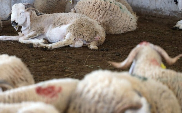 فيضانات الشمال المغربي تهدد مربي المواشي قبل عيد الأضحى