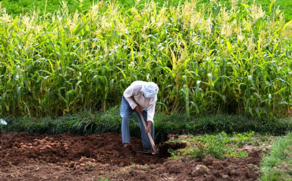 تحسن كبير في الموسم الزراعي بجهة الدار البيضاء – سطات بفضل الأمطار الغزيرة