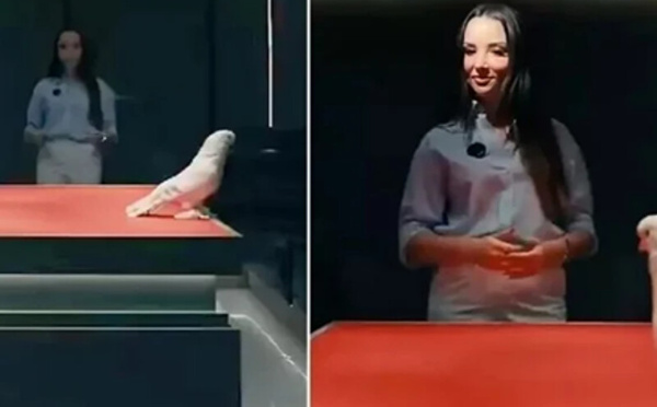 حمامة تُباع بثمن سيارتين فاخرتين: صفقة “مليونية” تُشعل سوق تربية الحمام في تركيا