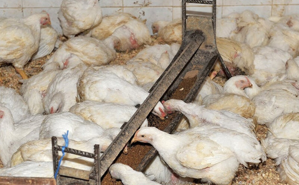 قطاع الدواجن بالمغرب يواجه اختلالات في سلسلة الإنتاج والتسويق رغم وفرة العرض