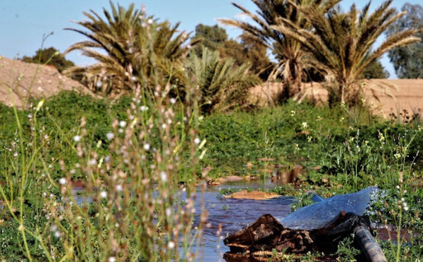 فاعلون جمعيون في الجنوب الشرقي يطالبون بإطلاق حصة مائية استثنائية لإنعاش المزروعات
