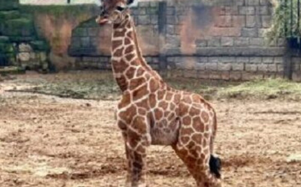 ولادة أول زرافة بالمغرب بحديقة “دريم فيلاج” بالمحمدية.. خطوة نوعية في حماية الحياة البرية