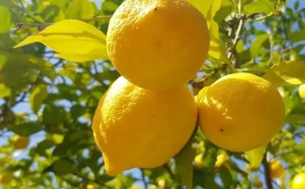 الليمون المغربي يستعيد بريقه.. صادرات تتجاوز 5 ملايين دولار وتحقق أقوى انتعاش منذ سنوات