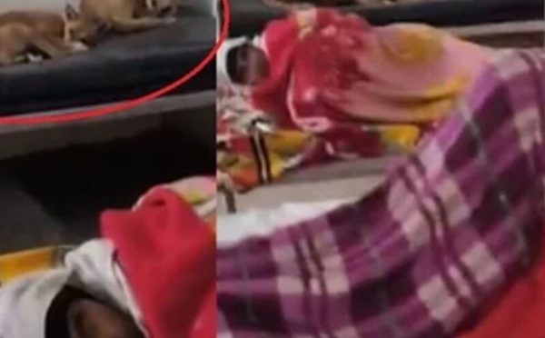 كلاب ضالة داخل أجنحة المرضى… فيديو صادم يفضح أوضاع مستشفى حكومي في الهند