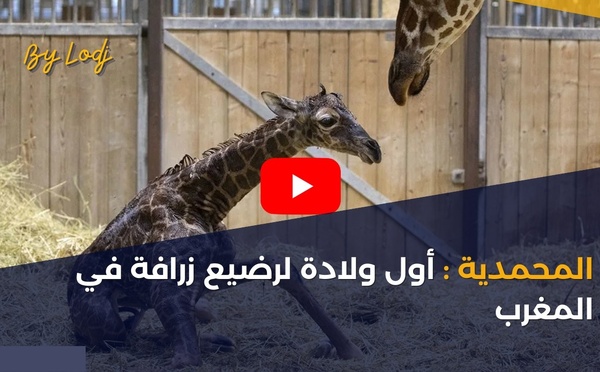 المحمدية: أول ولادة لرضيع زرافة في المغرب