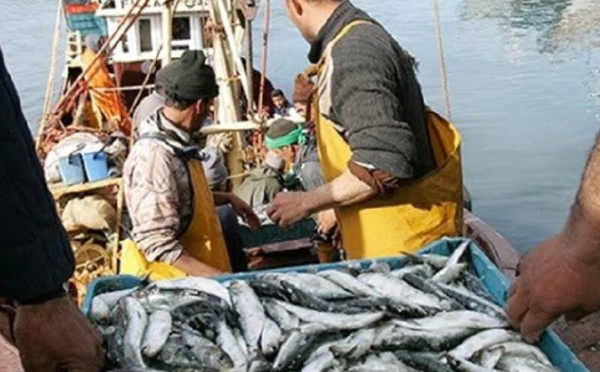 قطاع الصيد الساحلي والحرفي بالمغرب يبدأ 2026 بأداء متباين