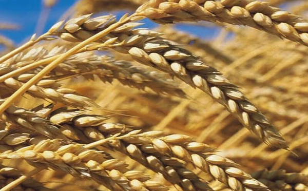 الحصاد السنوي للحبوب بالمغرب لعام 2025: انخفاض الإنتاج وتحديات الأمن الغذائي