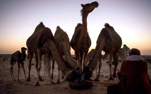 رمضان في الأقاليم الجنوبية للمملكة: تقاليد صحراوية تجمع بين الروحانية والبساطة الاجتماعية