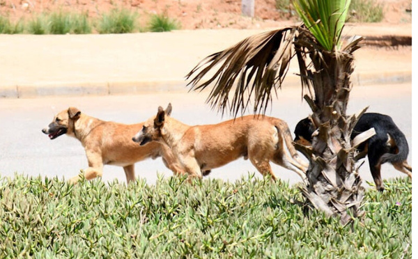 مسؤولية الجماعات الترابية عن الأضرار الناتجة عن تدبير الشأن العام