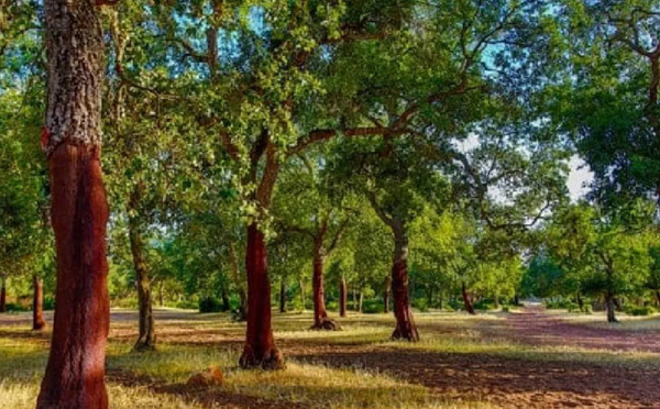 الوكالة الوطنية للمياه والغابات تنفي وجود قطع جماعي للأشجار بغابة المعمورة