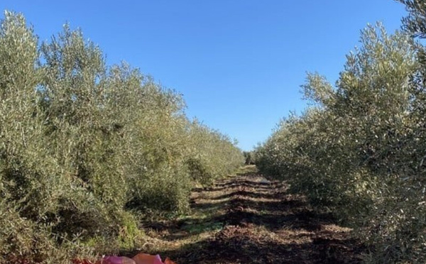 نتائج إيجابية لبرنامج المنصات التطبيقية لزراعة الزيتون وتوصيات لتعزيز البحث الفلاحي