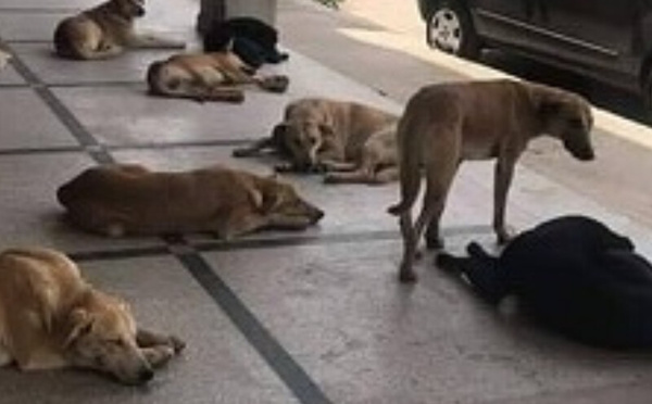 انتشار الكلاب الضالة بالمغرب: ظاهرة صحية واجتماعية تستدعي حلولاً شاملة