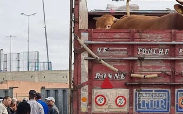 ارتفاع قياسي في أسعار المواشي بأسواق الشمال بعد الأمطار الغزيرة والفيضانات