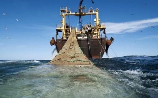 تراجع مفرغات الصيد بالسواحل المتوسطية للمغرب بـ17%