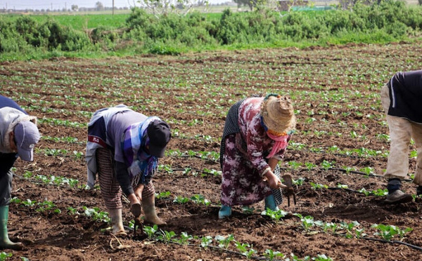 انتعاش الموسم الفلاحي يعيد الحيوية إلى سوق الشغل القروي في المغرب
