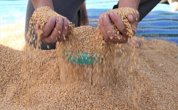 رياح التفاؤل تهب على الحقول المغربية : محصول الحبوب يلامس 82 مليون قنطار ويعيد رسم خارطة النمو الاقتصادي