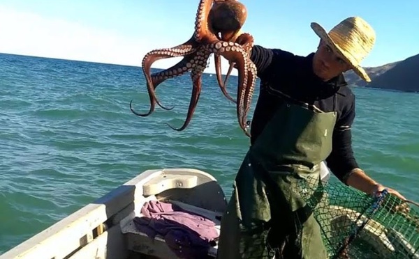 ميناء الحسيمة يسجل انخفاضاً في مفرغات الصيد بنسبة 32٪