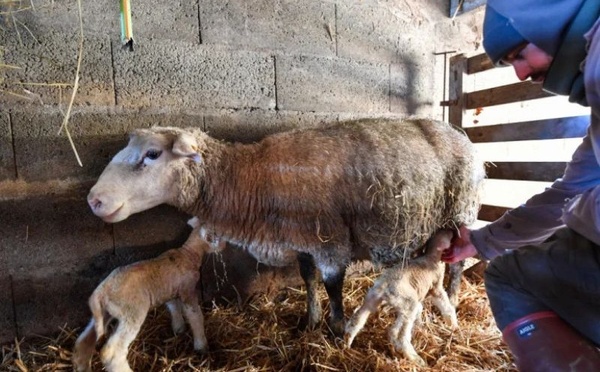 صرف الشطر الثاني من دعم مربي الماشية بعد التحقق من الاحتفاظ بالقطيع