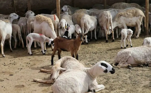 بعد عملية الترقيم… لجان محلية تشرع في مراقبة إناث الماشية عبر مختلف جهات المملكة