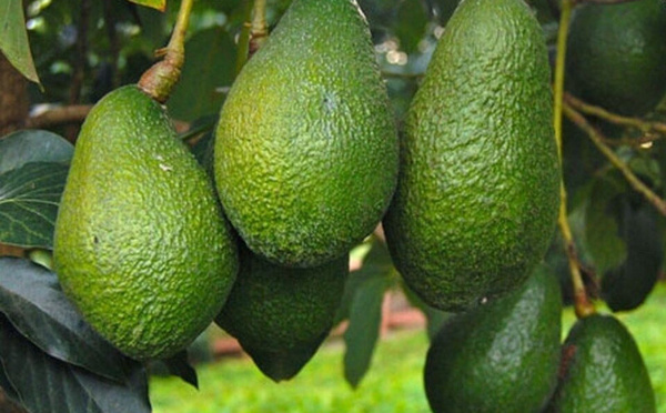 تراجع صادرات الأفوكادو المغربي إلى 58 ألف طن.. موسم صعب ومليء بالتحديات