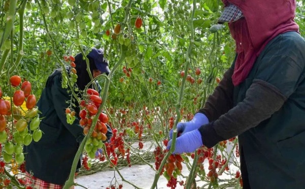 البنك الدولي يدعو لتطوير أنظمة ري ذكية وتمكين الفلاحين الصغار